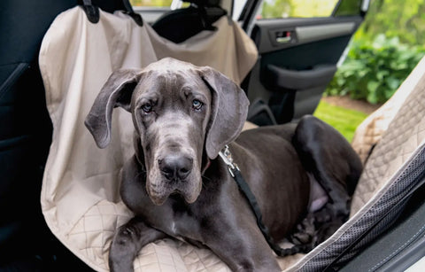 Car Hammock