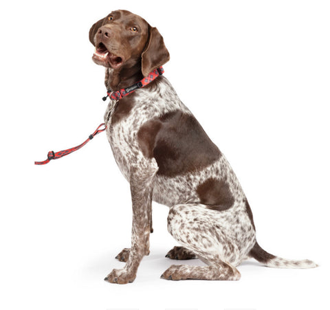 Gold Paw Swift Lock Collar