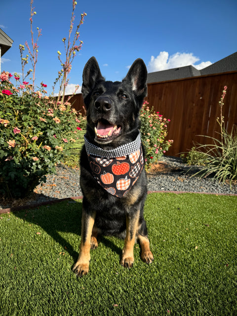 Urban Pet Bandanas