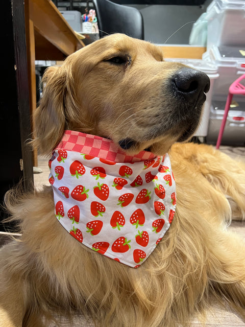 Urban Pet Bandanas