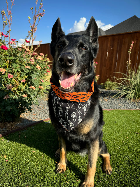 Urban Pet Bandanas